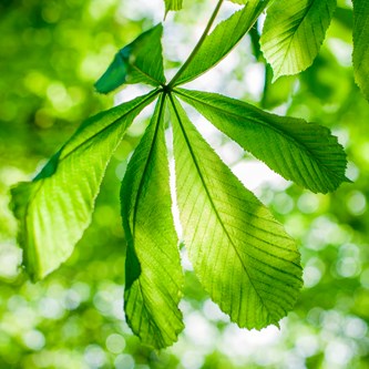 Lydabsorbent grønt blad 55x55 cm