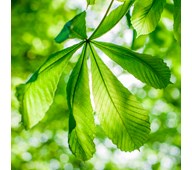 Lydabsorbent grønt blad 55x55 cm
