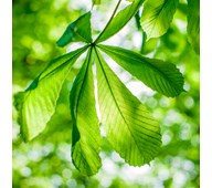 Lydabsorbent grønt blad 110x110 cm