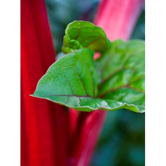 Lydabsorbent Rabarbra 90x120 cm