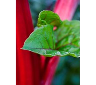 Lydabsorbent Rabarbra 90x120 cm