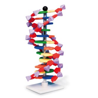 DNA modellsett elev