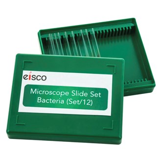 Mikropreparat Bakterier