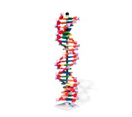 DNA dobbelspiral, miniDNA® molekylmodell