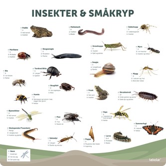 Utendørsskilt: Insekter og småkryp