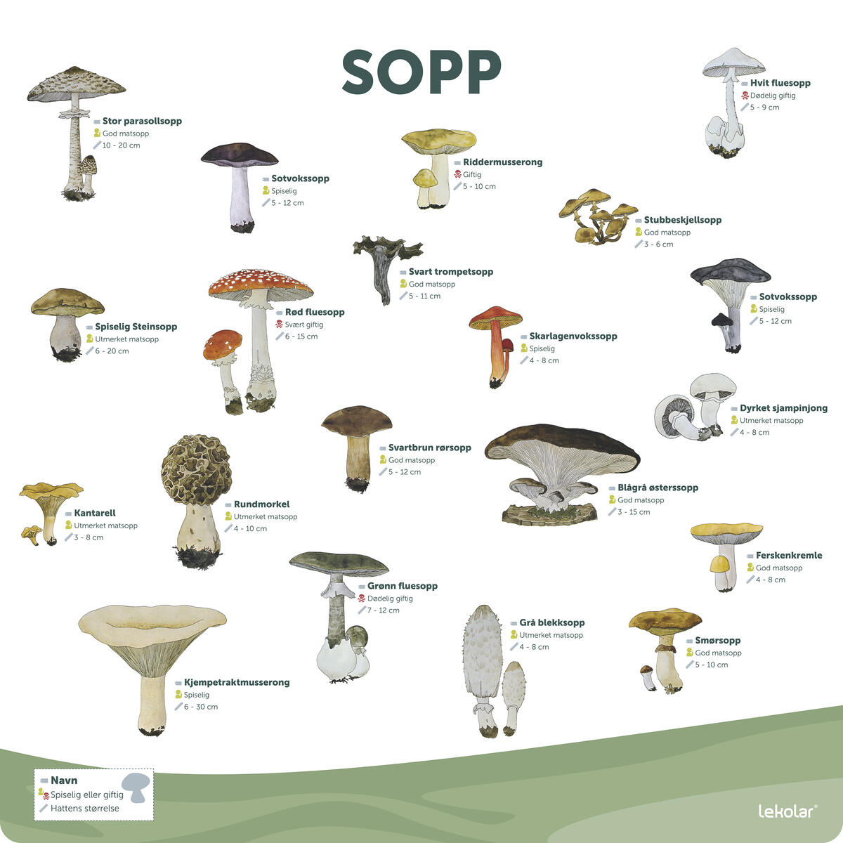 Utend rsskilt Sopp Lekolar Norge Utend rsskilt Sopp Lekolar Norge