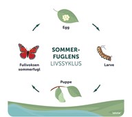 Utendørsskilt sommerfugl 70x70 cm