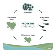 Utendørsskilt frosk 70x70 cm