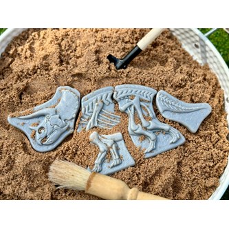 Skjelett - Triceratops & Stegosaurus