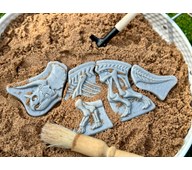 Skjelett - Triceratops & Stegosaurus