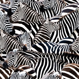 Kanvas zebra 150 cm