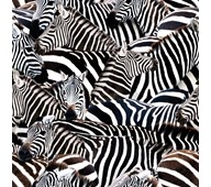 Kanvas zebra 150 cm
