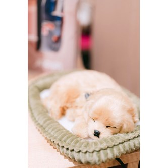 Terapihund som puster