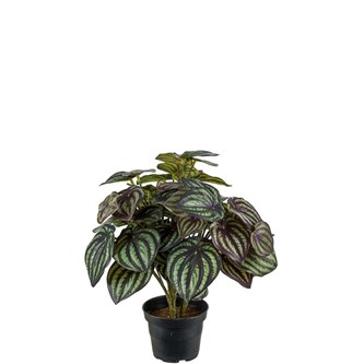 Kunstig peperomia 30 cm