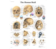 Plakat kraniet 50x67 cm