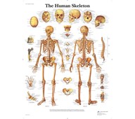 Plakat skjelettet 50x67 cm