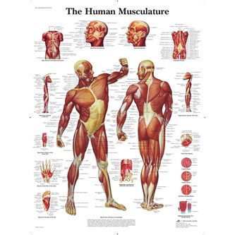 Plakat musklene 50x67 cm