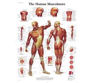 Plakat musklene 50x67 cm