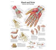 Plakat hånden 50x67 cm