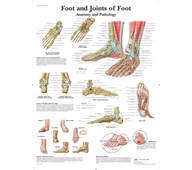 Plakat foten 50x67 cm