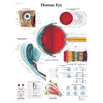 Plakat øyet 50x67 cm