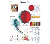 Plakat øyet 50x67 cm