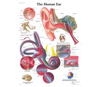 Plakat øret 50x67 cm