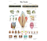 Plakat tennene 50x67 cm