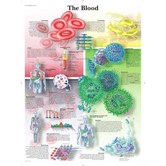 Plakat blodomløpet 50x67 cm