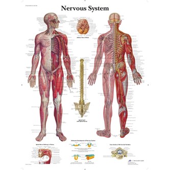 Plakat nervesystemet 50x67 cm