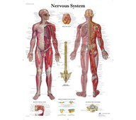 Plakat nervesystemet 50x67 cm