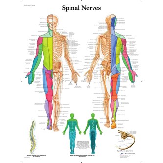 Plakat perifere nervesystemet 50x67 cm