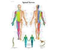 Plakat perifere nervesystemet 50x67 cm