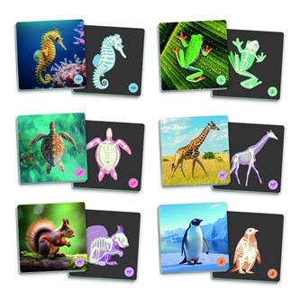 Memory dyr og skjeletter