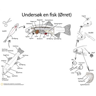 Dissekeringsduk fisk