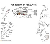 Dissekeringsduk fisk