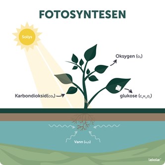 Utendørsskilt fotosyntese