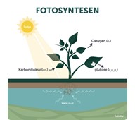 Utendørsskilt fotosyntese