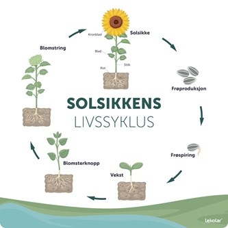 Utendørsskilt solsikke