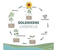 Utendørsskilt solsikke