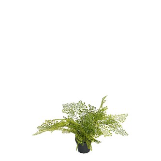 Kunstig Adiantum 30 cm