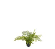 Kunstig Adiantum 30 cm