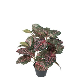 Kunstig Fittonia 40 cm