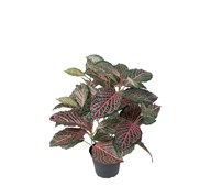 Kunstig Fittonia 40 cm