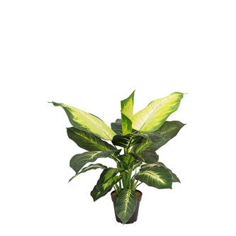 Kunstig Diffenbachia 60 cm