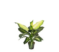 Kunstig Diffenbachia 60 cm