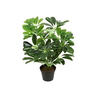 Kunstig Schefflera compacta 40 cm