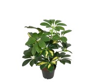 Kunstig Schefflera 40 cm