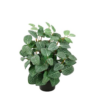 Kunstig Fittonia 34 cm