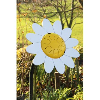 Blomstertromme prestekrage